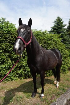 AMERICAN PAINT HORSE - 2