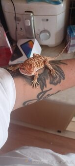Agama vousata - 2