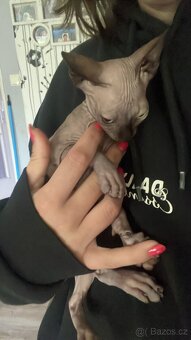 Sphynx - 2