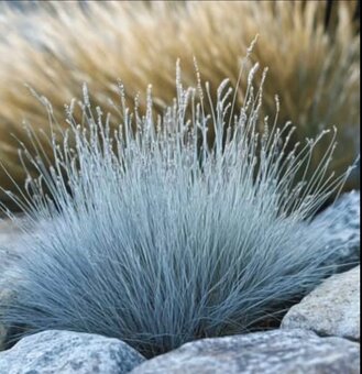 okrasná tráva - Kostřava Sivá - Festuca Glauca,mrazuvzdorná - 2