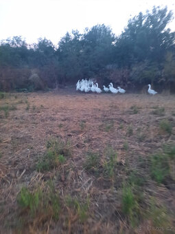 Svatomartinská husa – kvalitní chov, poctivě krmené - 2