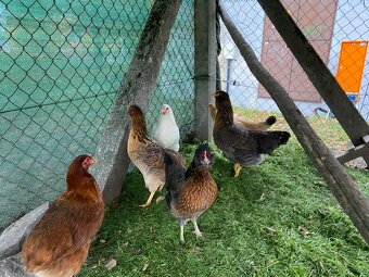 Kuřata - dvorkový mix - 2