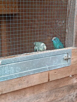 Kakariki chovné páry - 2