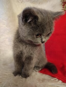 Britské kotě britská koťátka - 2