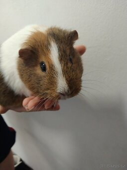 Prodám morčátko - 2