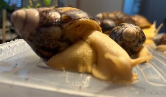 Archachatina marginata ovum - mladata 6 mesicu - 2