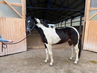 3letá westfálská klisna - 2