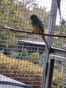 Prodám mladé papousky zpěvavé - 2