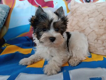 Jorkšírský teriér - 2