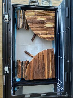 Prodám morčata s v vybavením. - 2