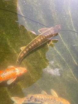 Koi kapři a jeseteři - 2