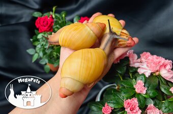 Africký šnek / megapets.eu / Archachatina marginata greville - 2