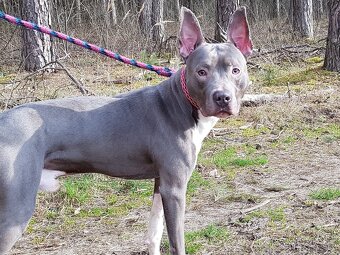 LEVI K ADOPCI - AKUTNÍ - PŘÁTELSKÝ, HRAVÝ, AKTIVNÍ - 2