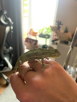 chameleon jemenský - 2