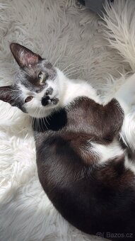 Roztomilý černobílý kocourek hledá nový domov 🐾 - 2