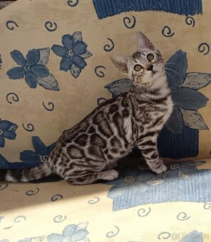 Bengálská kočička s PP - k odběru - 2
