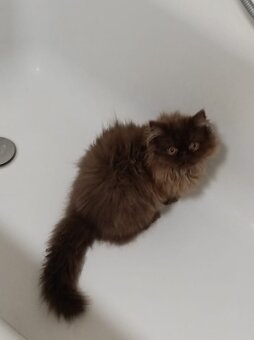 Perská Čokoládové perské kotě / perský kocourek - 2