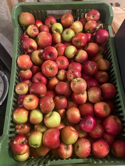 Jablka Spartan a Čistecké - čerstvě trhaná - 2