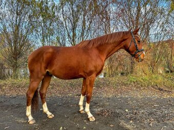 Valach do sportu - 2