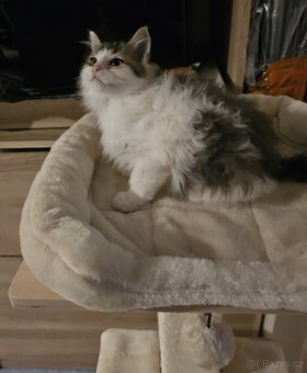 Sibiřská kočka koťátka - 2