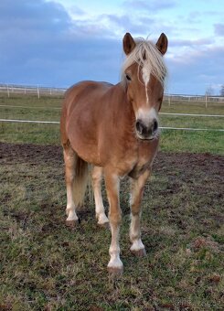 Hafling klisna 5l - 2