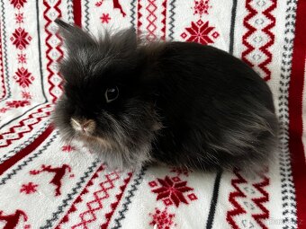 Zakrslí králík - 2