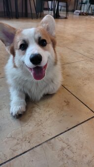 Welsh Corgi Pembroke - 2