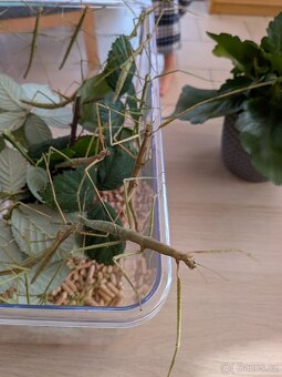 Strašilky v Děčíně - 2