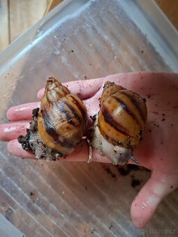 Archachatina-africký šnek - 2