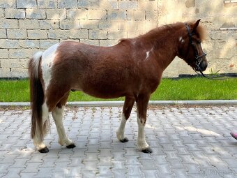 Pony valach 5 let - 2