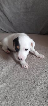 Jack Russell - 2