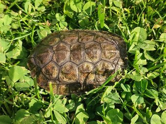 ŽELVA TMAVOBŘICHÁ (Mauremys rivulata) - 2