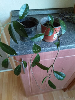 Voskovka Hoya, sazenice, pokojová rostlina - 2