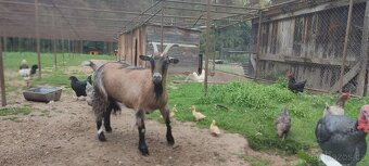 Kamerunská koza - 2