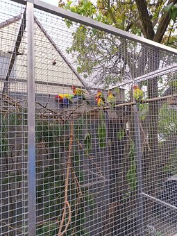 Prodám Rosela pestrá nádherná - 2