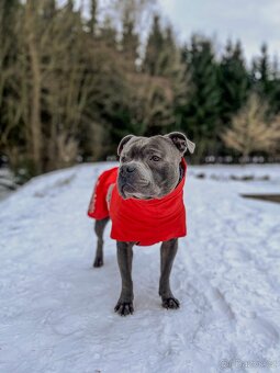 Stafordšírský bulteriér s PP - krytí chovným psem - 2