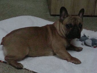francouzský buldoček - 2