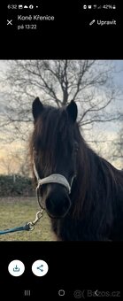 Prodám krásného  vraníka - 2