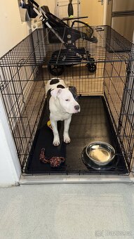 Americké stafford - 2