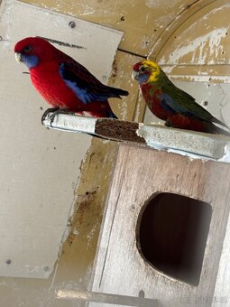 Amazoňan modročeli 6 letý samec - 2