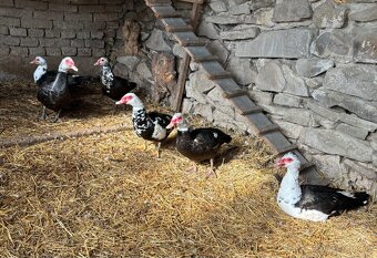 Bedřich - pižmovky - 2