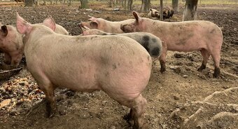 Vykrmená prasata - 2