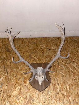 Nástěnné paroží - 2