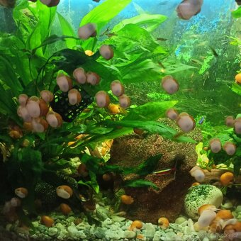 Akvarijní šnek - 2