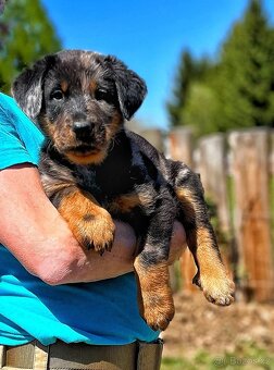 Beauceron - 2