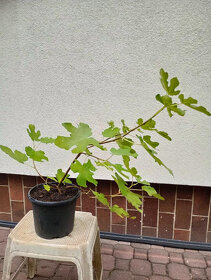 Fíkovník smokvoň (Ficus carica) 2 - 2