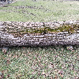 Kmen ořechu - 2