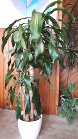 Dracaena fragrans - 2