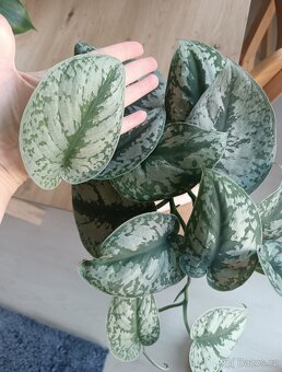 Scindapsus exotica - 2