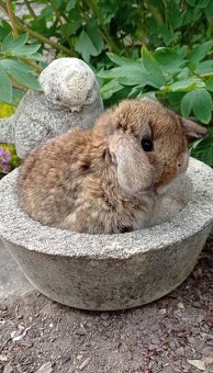 Zakrslý králíček Miniature Lop - 2